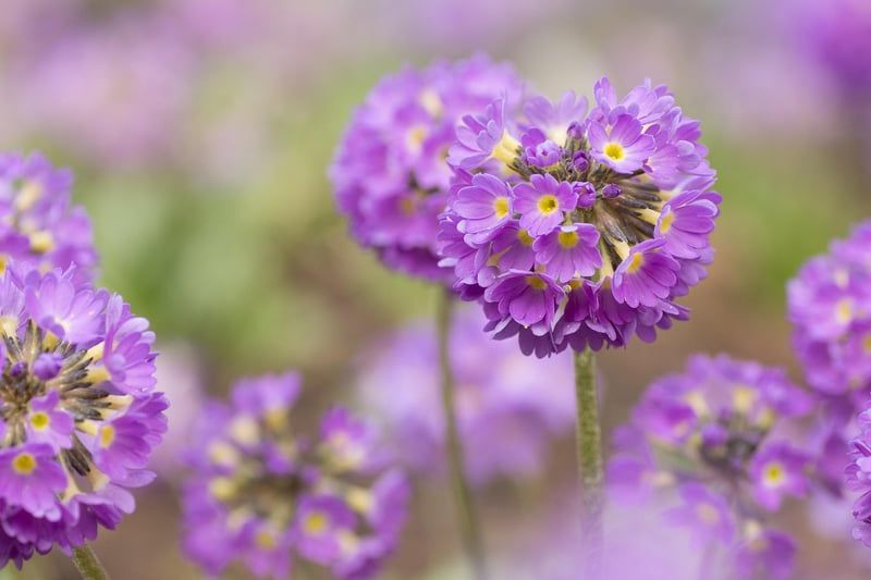 fleur